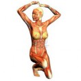 /album/galerie-de-photos-page-daccueil/a7958392-rendu-3d-de-la-structure-femelle-du-muscle-en-gymnastique-pose-comme-illustration-jpg/